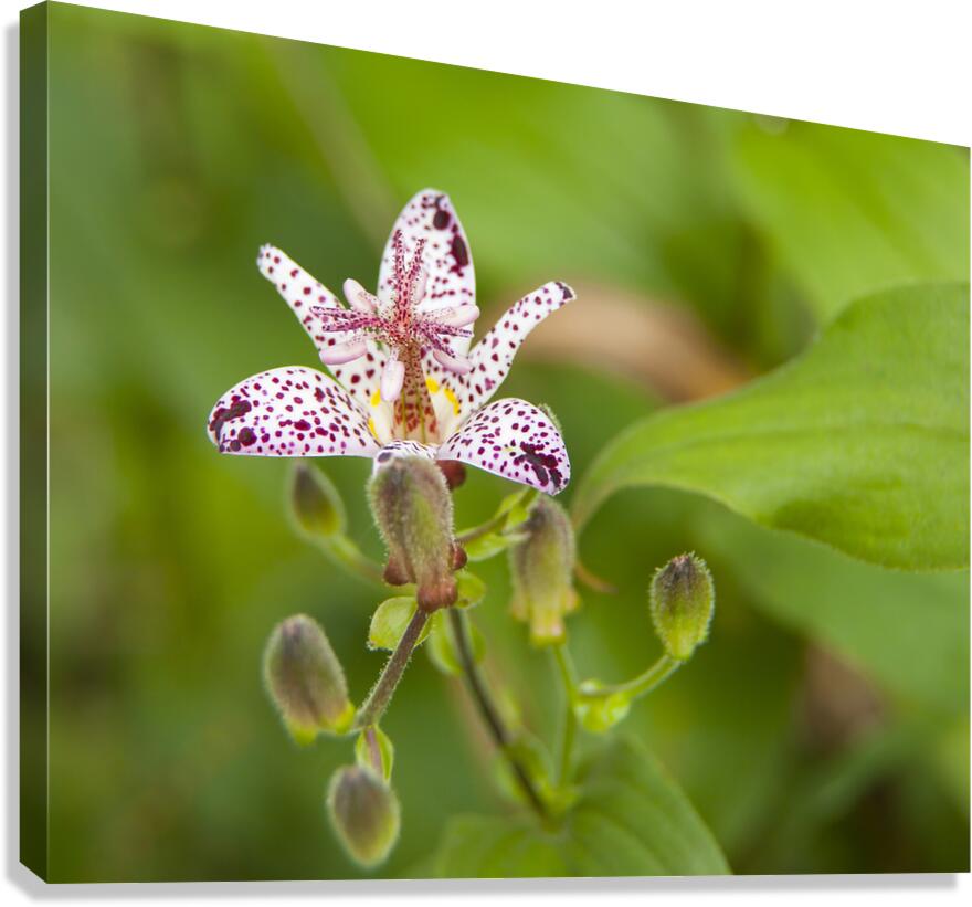 FlowersPlants 135 Canvas Print