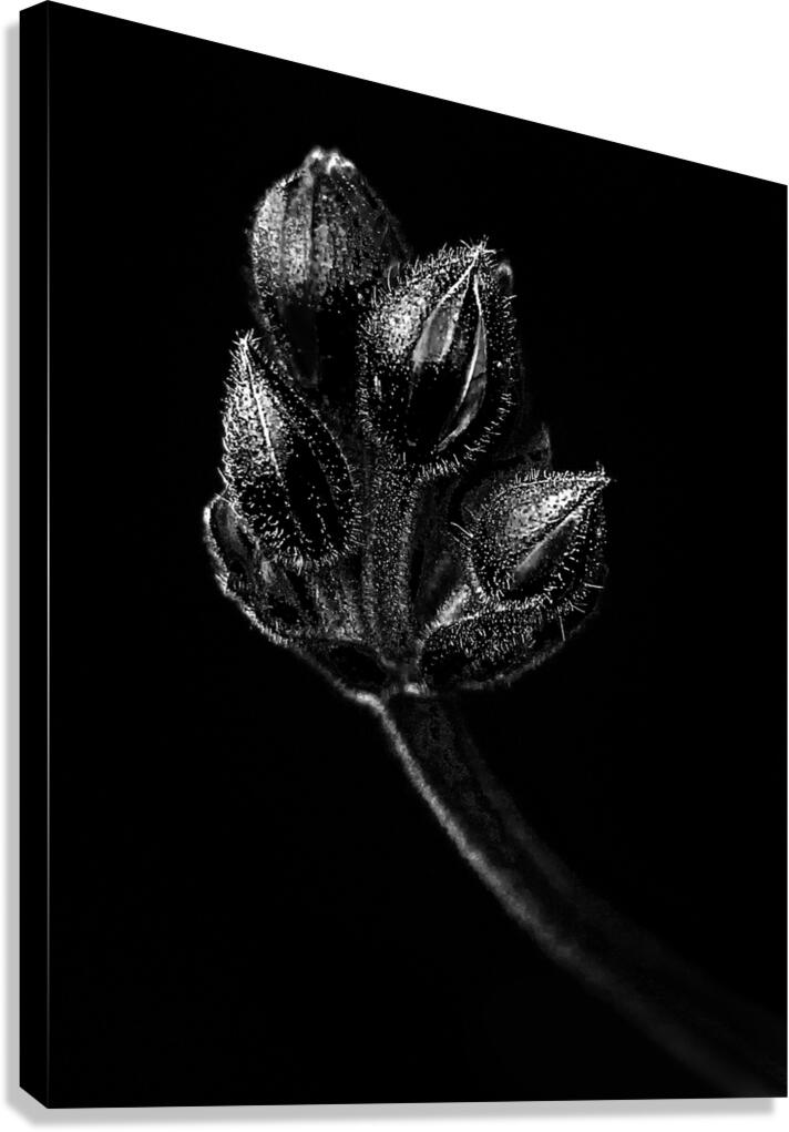 FlowersPlants 137 Canvas Print