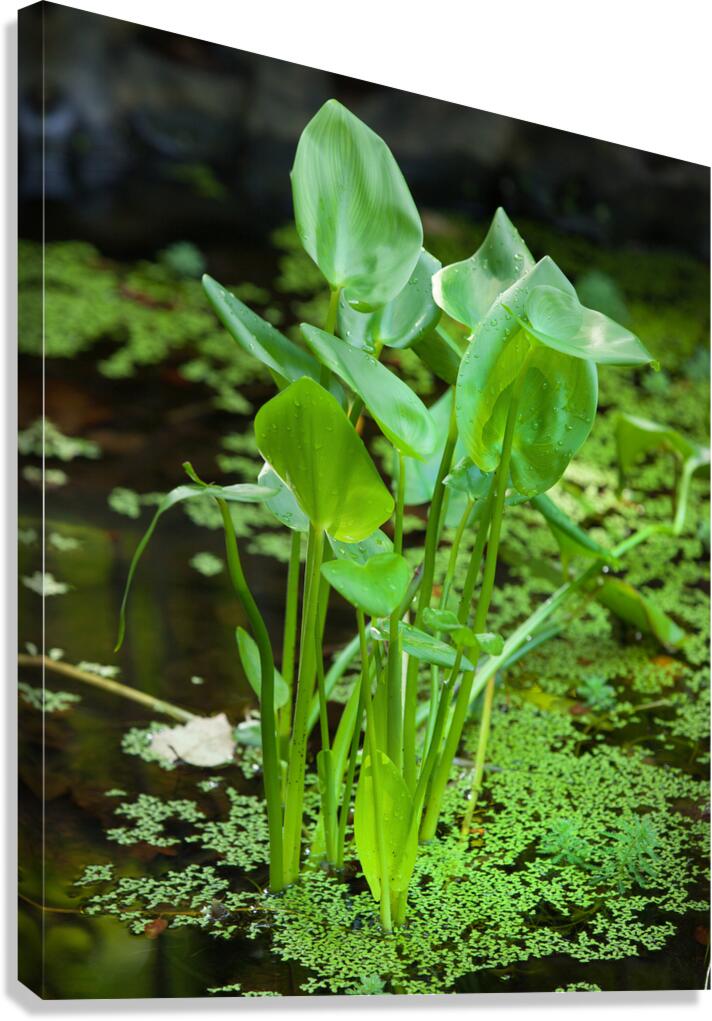FlowersPlants 138 Canvas Print