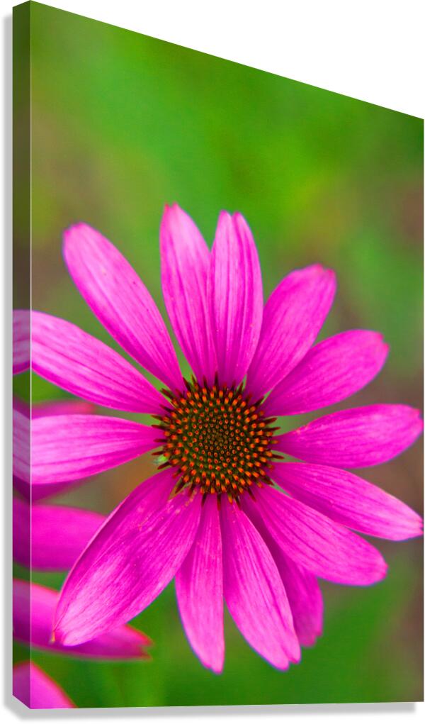 FlowersPlants 139 Canvas Print
