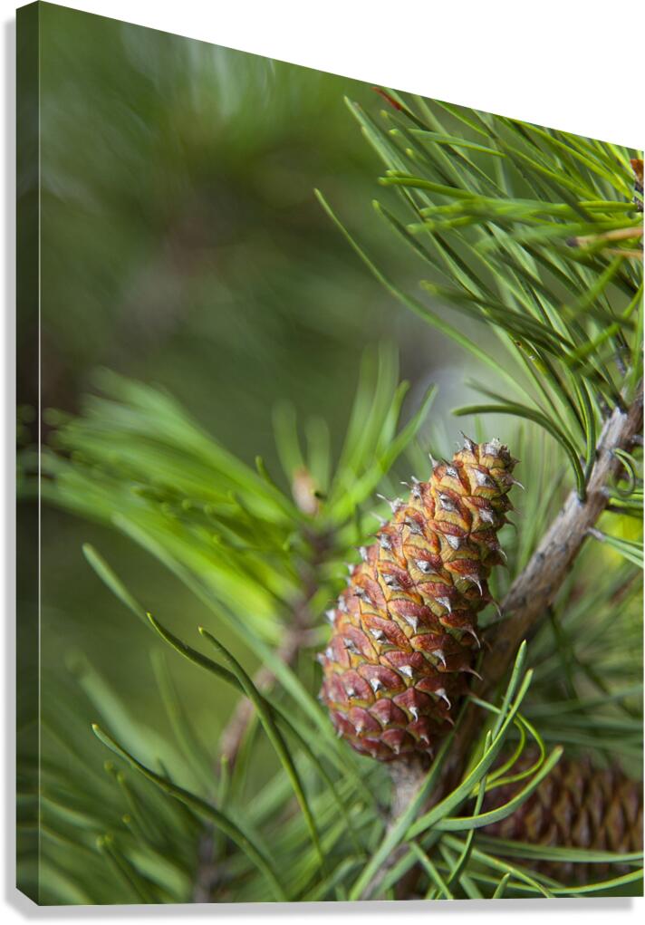 FlowersPlants 141 Canvas Print