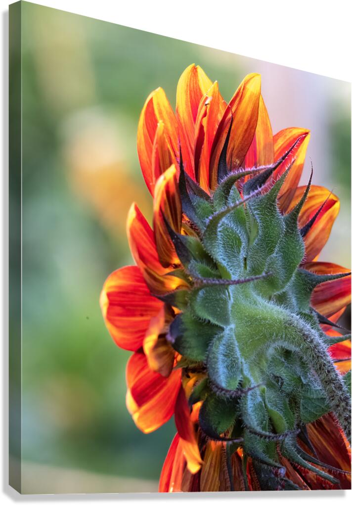CountryAmericana 155 Canvas Print