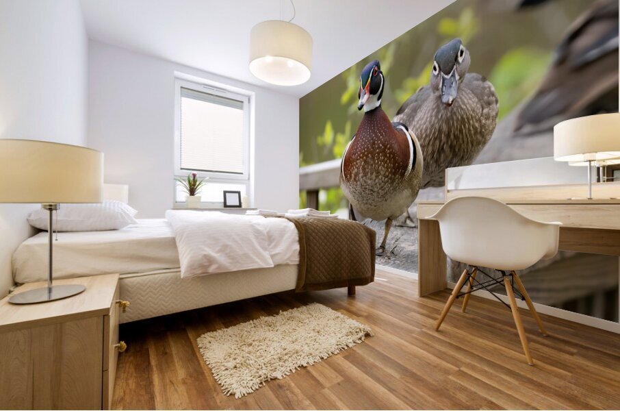 Waterfowl 11 Mural print
