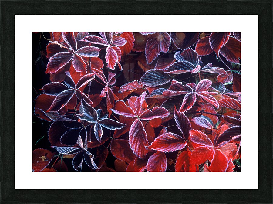 Frost Abstract  3 Picture Frame print
