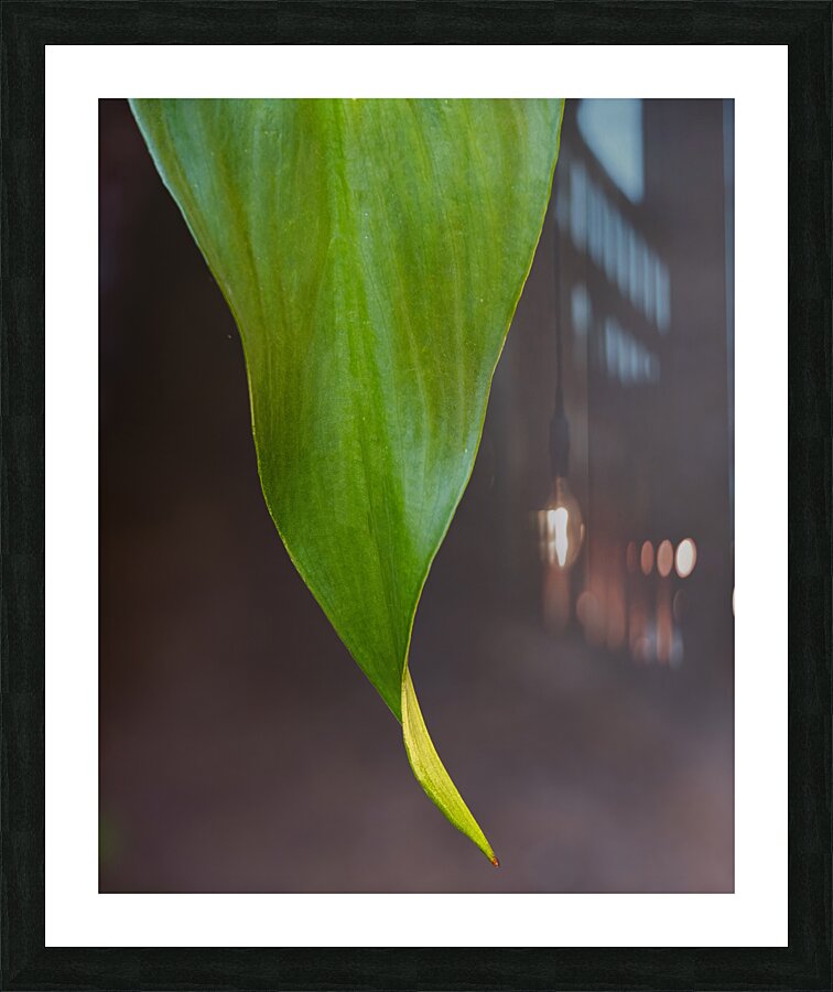 Green Plant Abstract  2 Picture Frame print