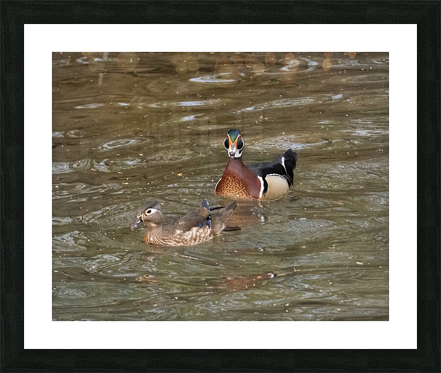 Waterfowl 1 Picture Frame print