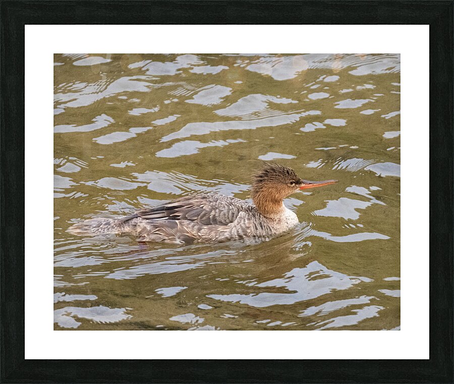 Waterfowl 2 Picture Frame print