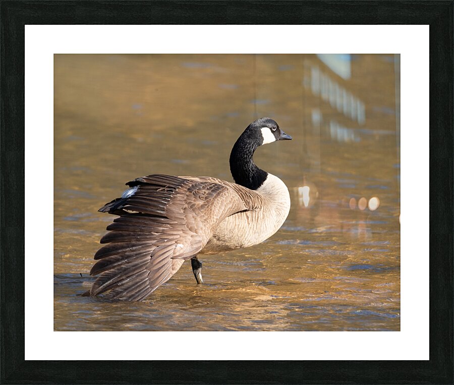 Waterfowl 3 Picture Frame print