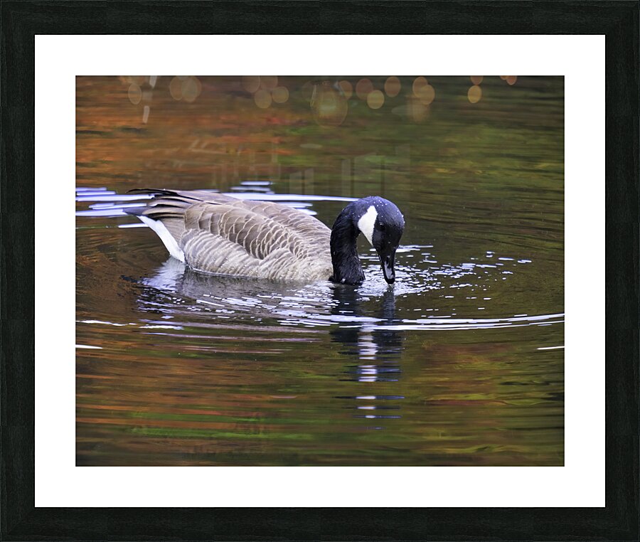 Waterfowl 4 Picture Frame print