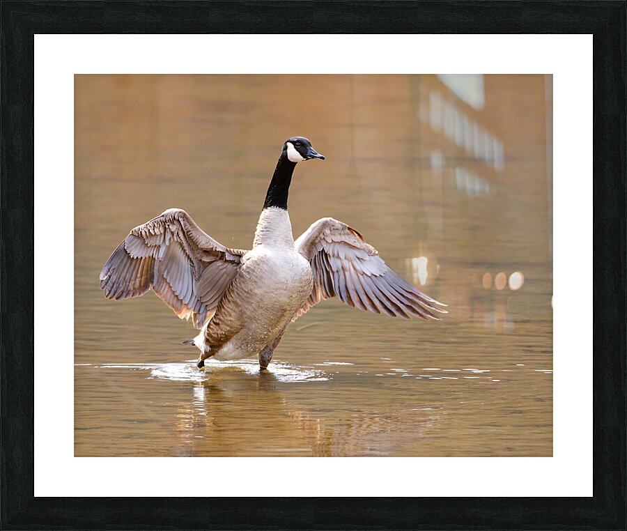 Waterfowl 5 Picture Frame print