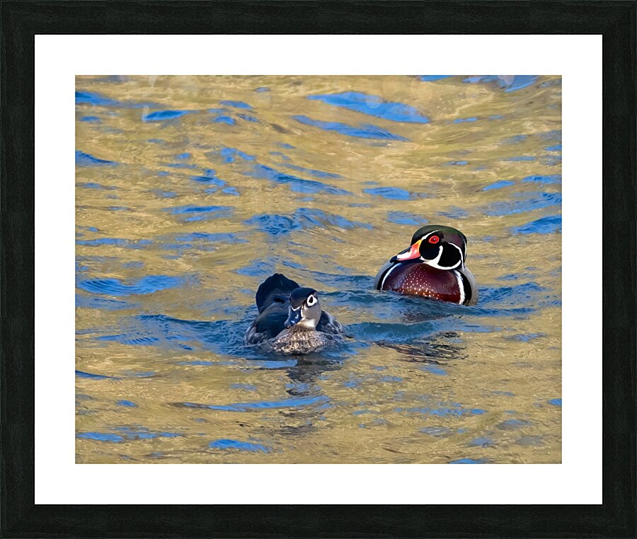 Waterfowl 6 Picture Frame print