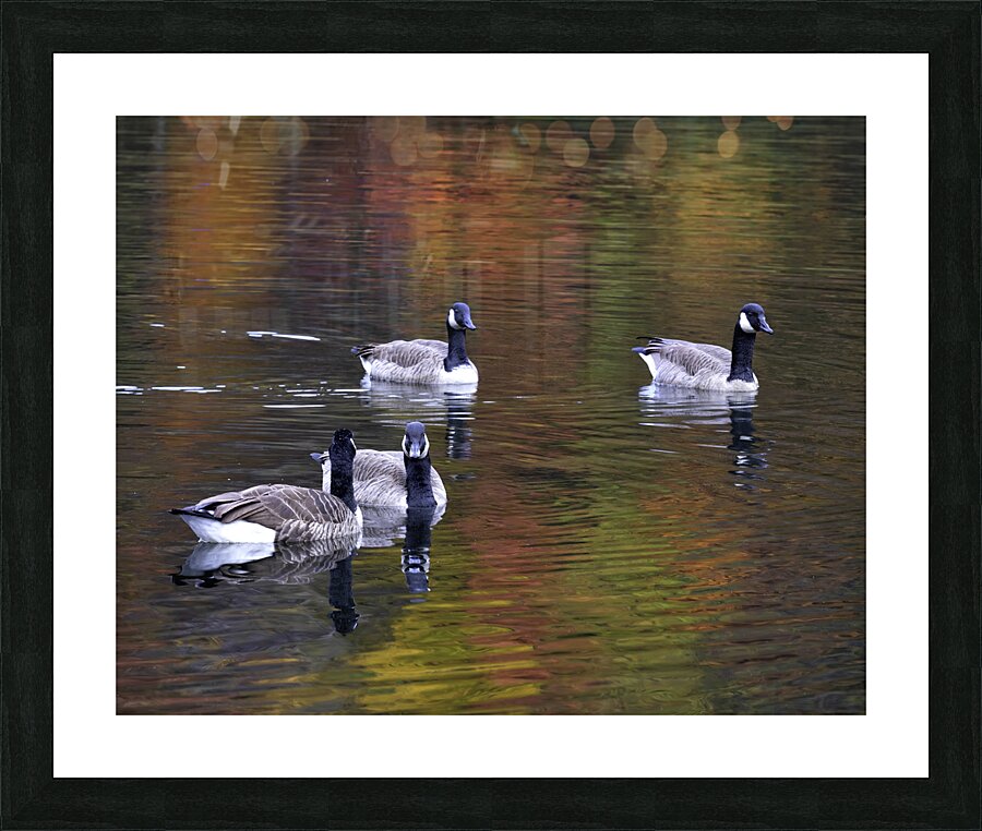 Waterfowl 7 Picture Frame print