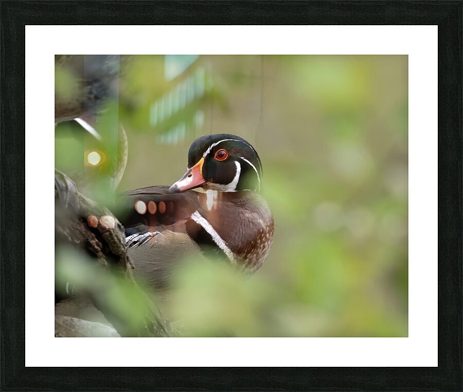 Waterfowl 8 Picture Frame print