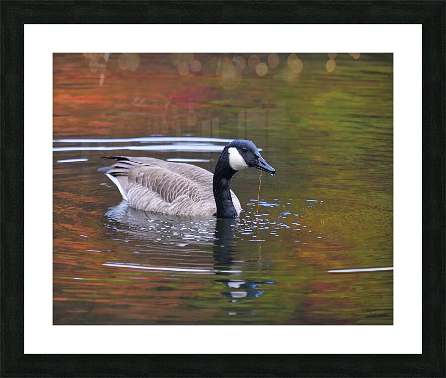 Waterfowl 9 Picture Frame print
