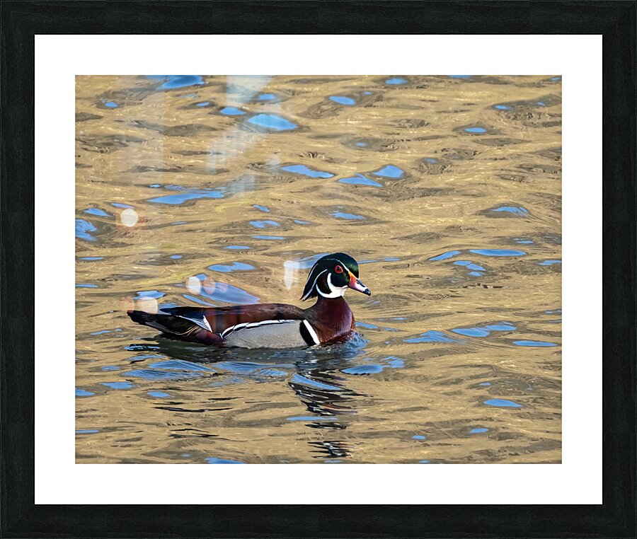 Waterfowl 10 Picture Frame print