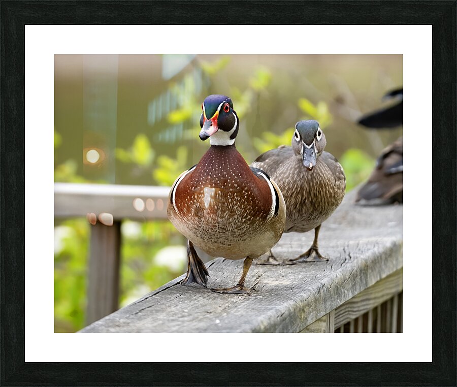 Waterfowl 11 Picture Frame print