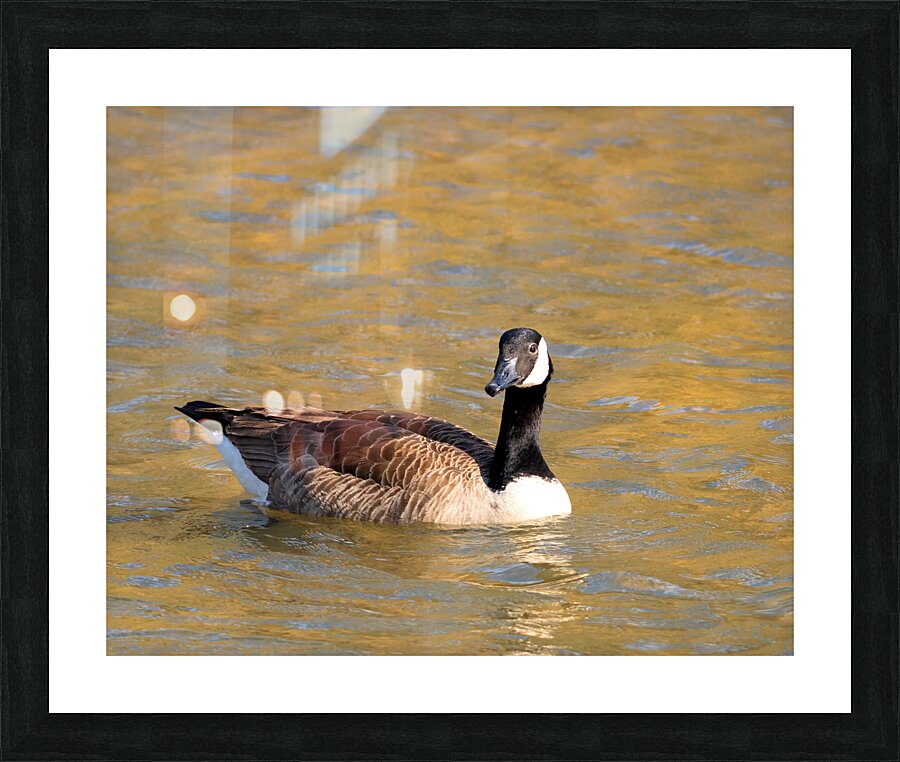 Waterfowl 13 Picture Frame print