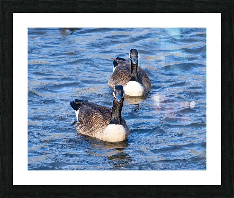 Waterfowl 14 Picture Frame print