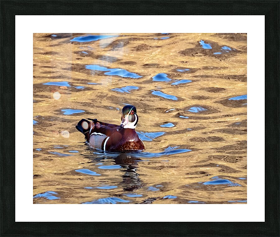 Waterfowl 15 Picture Frame print