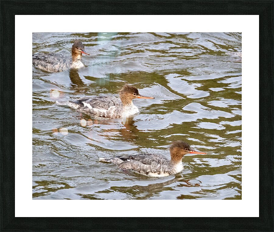 Waterfowl 16 Picture Frame print
