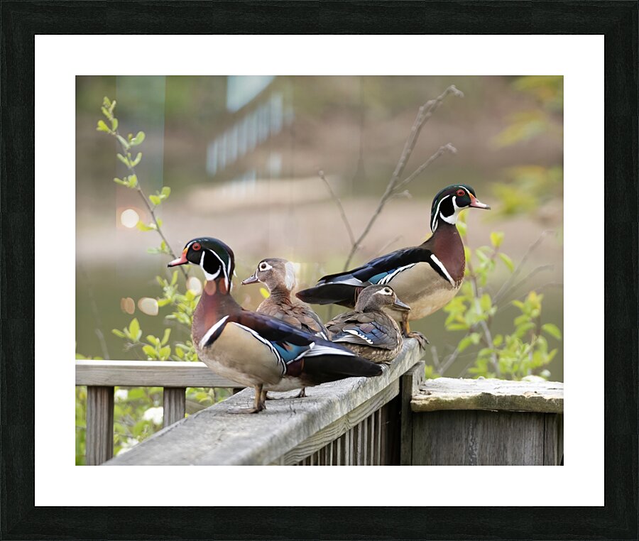 Waterfowl 17 Picture Frame print