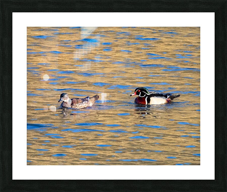 Waterfowl 18 Picture Frame print