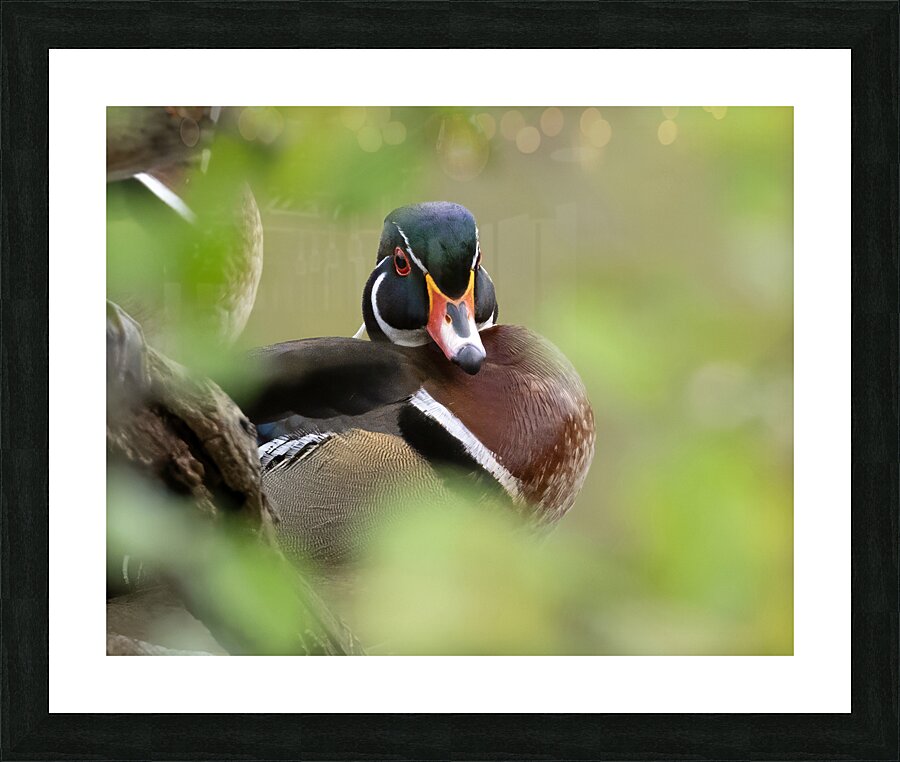 Waterfowl 19 Picture Frame print