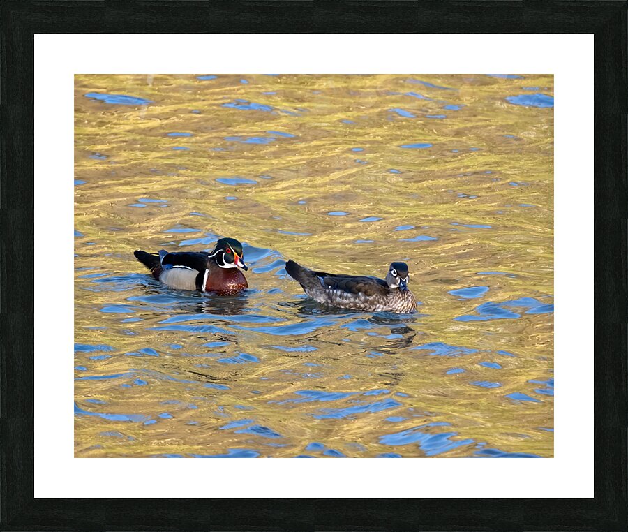 Waterfowl 20 Picture Frame print