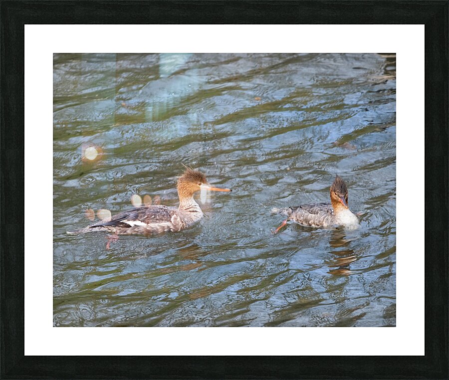 Waterfowl 21 Picture Frame print
