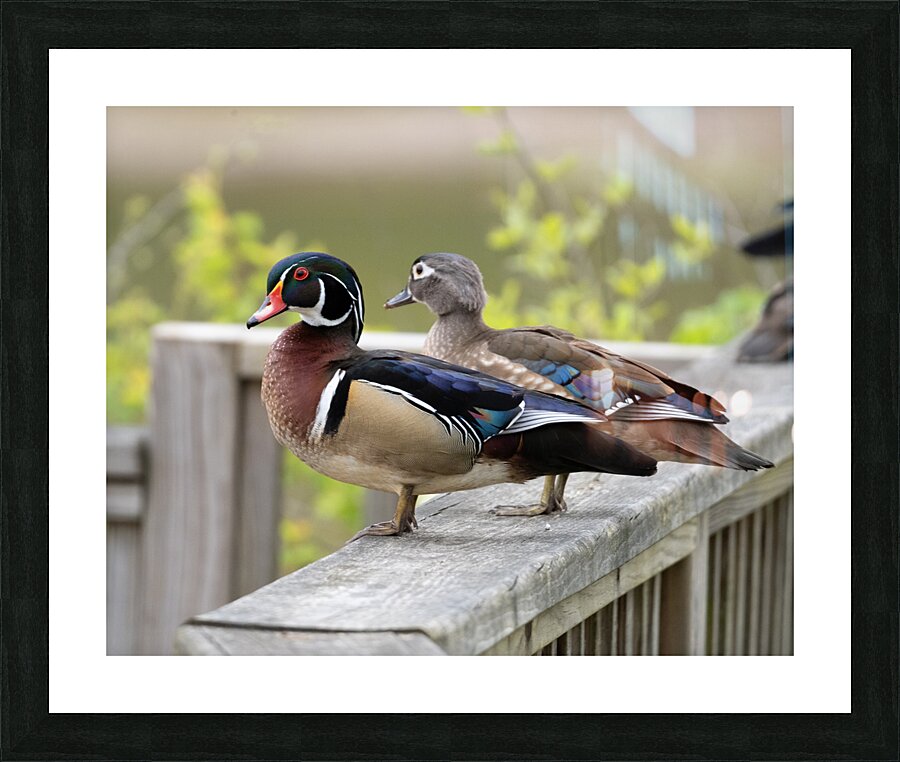 Waterfowl 25 Picture Frame print