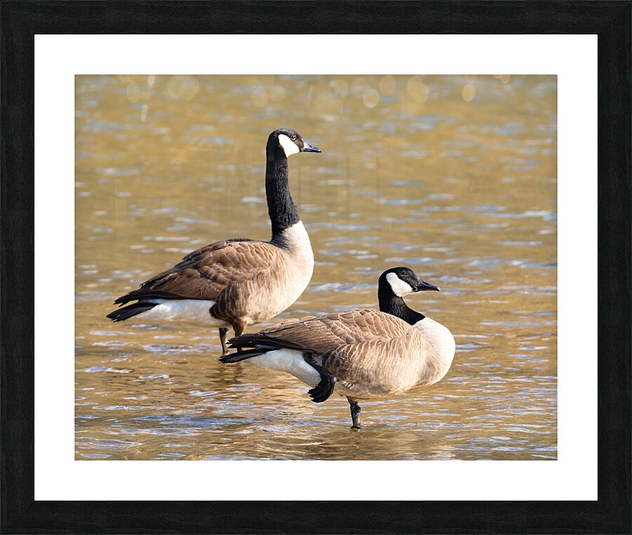 Waterfowl 26 Picture Frame print