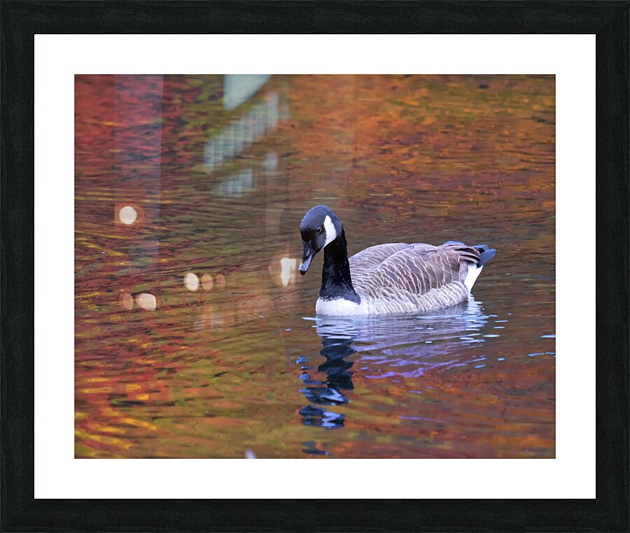 Waterfowl 27 Picture Frame print
