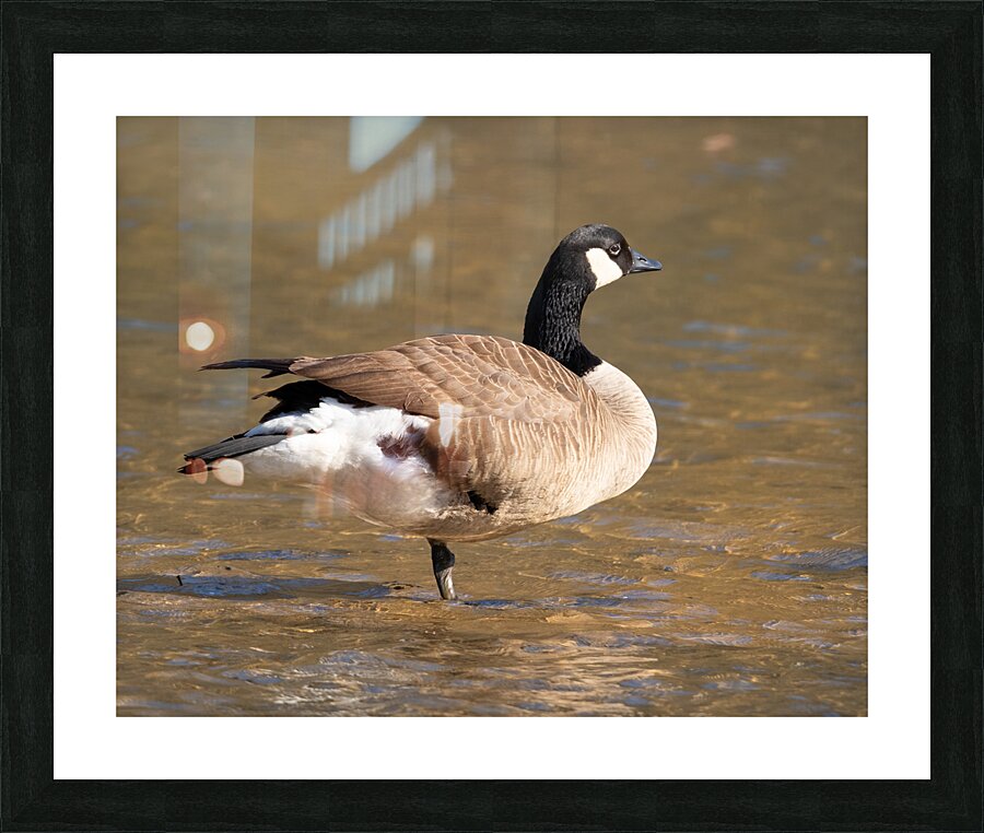 Waterfowl 28 Picture Frame print