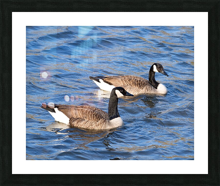 Waterfowl 29 Picture Frame print
