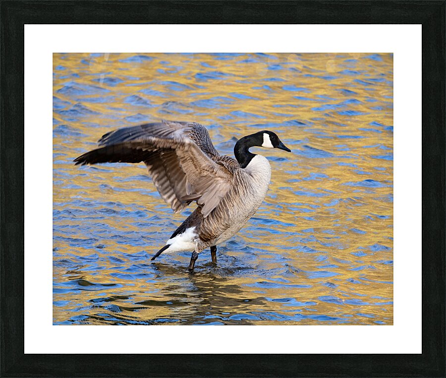 Waterfowl 30 Picture Frame print