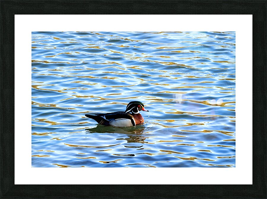 Waterfowl 31 Picture Frame print