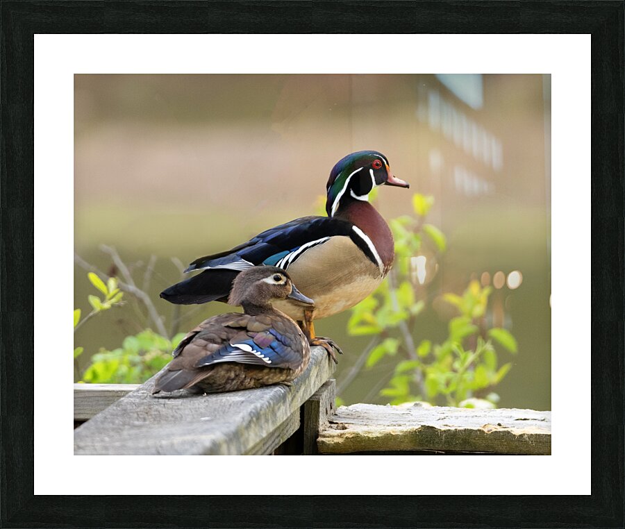 Waterfowl 32 Picture Frame print