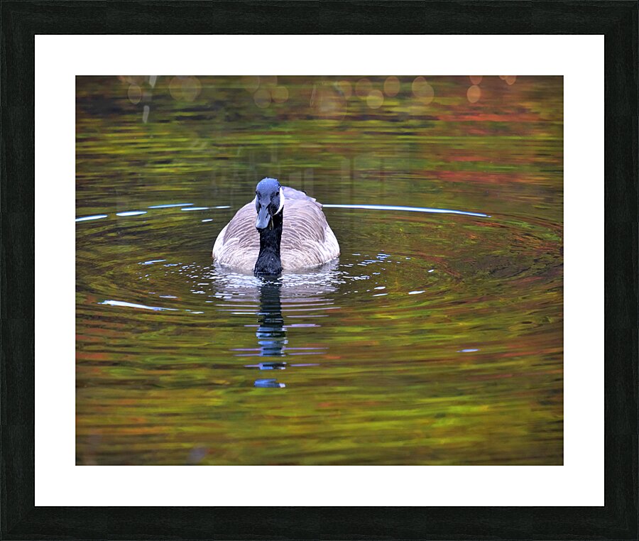 Waterfowl 33 Picture Frame print