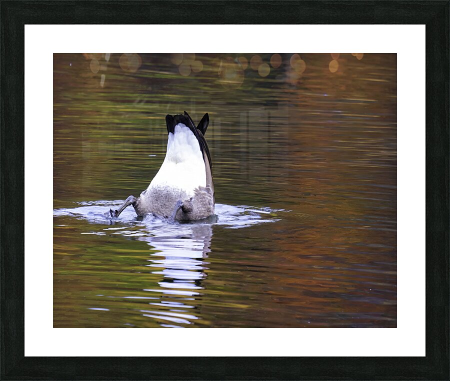 Waterfowl 34 Picture Frame print