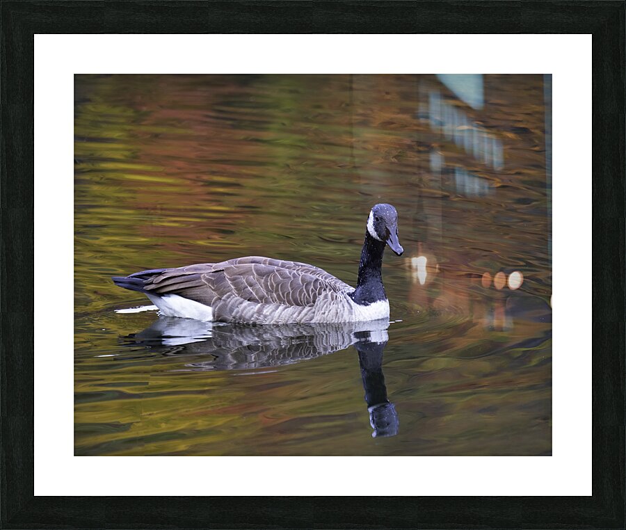 Waterfowl 35 Picture Frame print