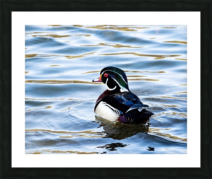 Waterfowl 36 Picture Frame print