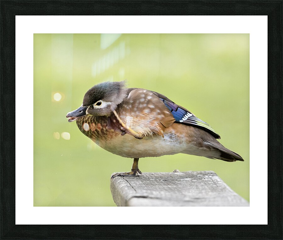Waterfowl 37 Picture Frame print