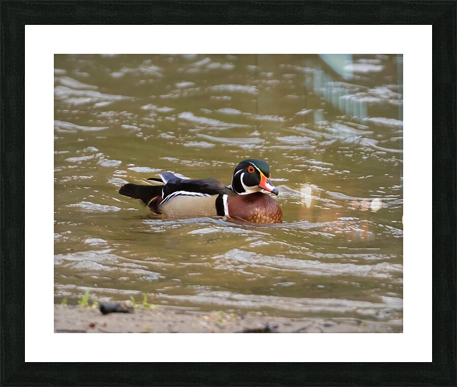 Waterfowl 38 Picture Frame print