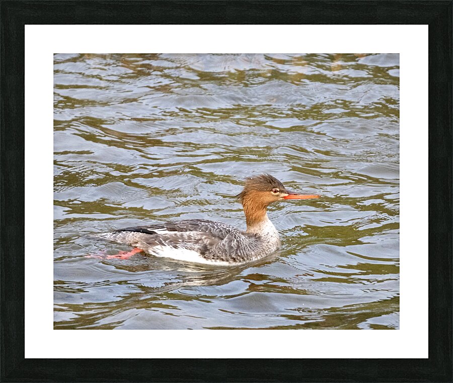 Waterfowl 39 Picture Frame print