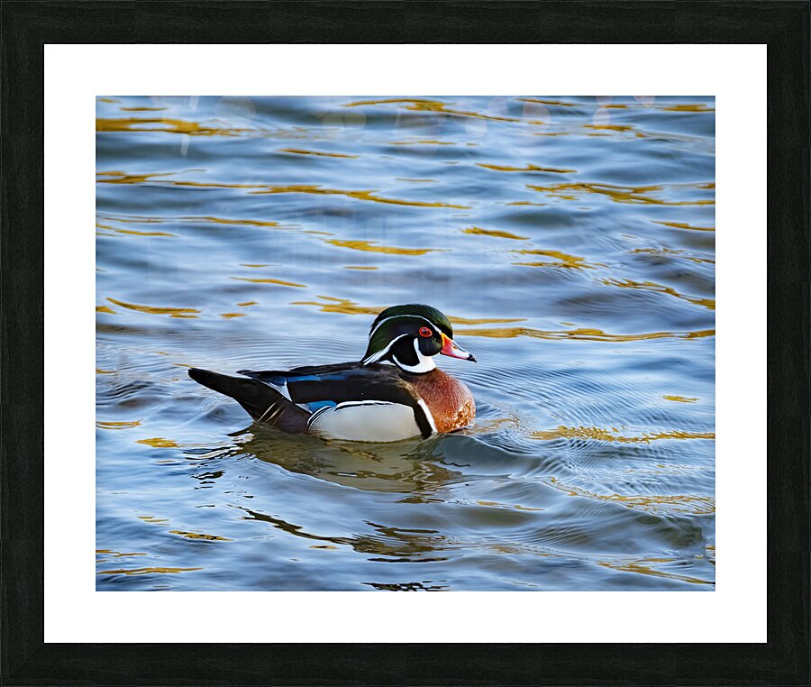 Waterfowl 40 Picture Frame print