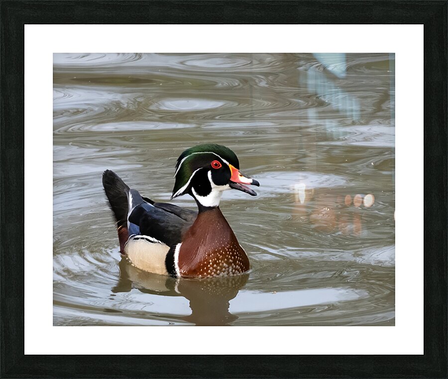 Waterfowl 42 Picture Frame print