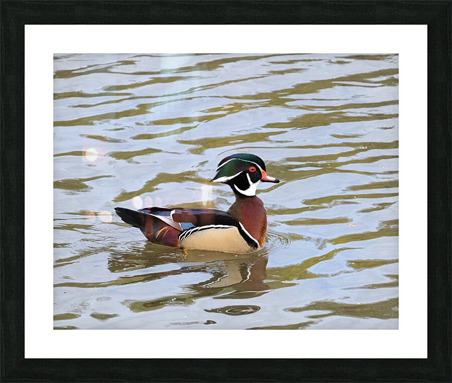Waterfowl 44 Picture Frame print