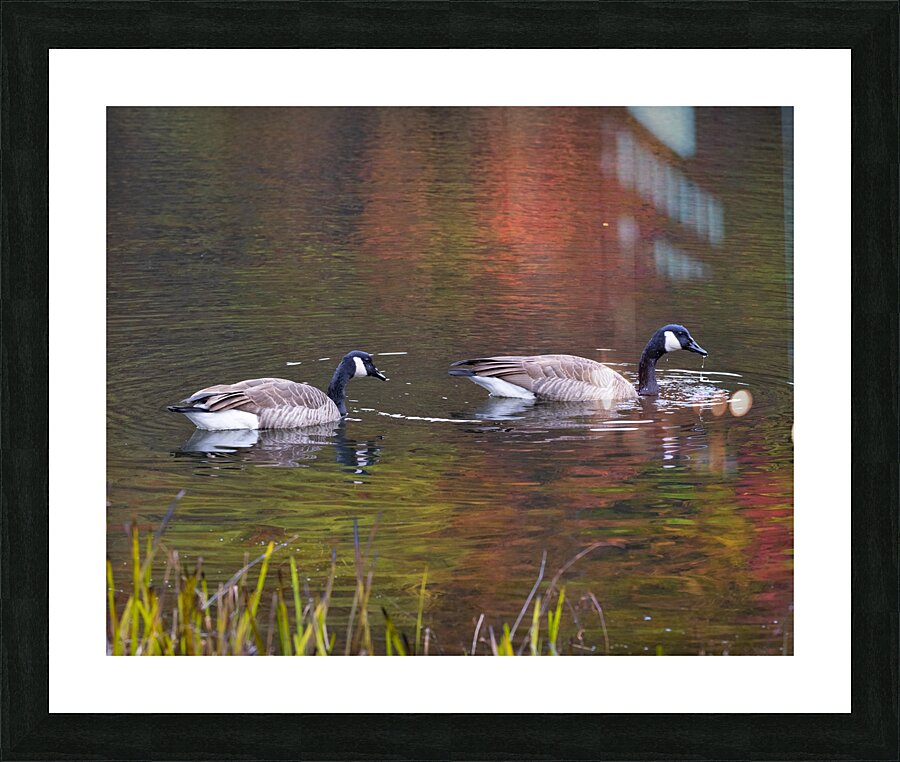 Waterfowl 45 Picture Frame print