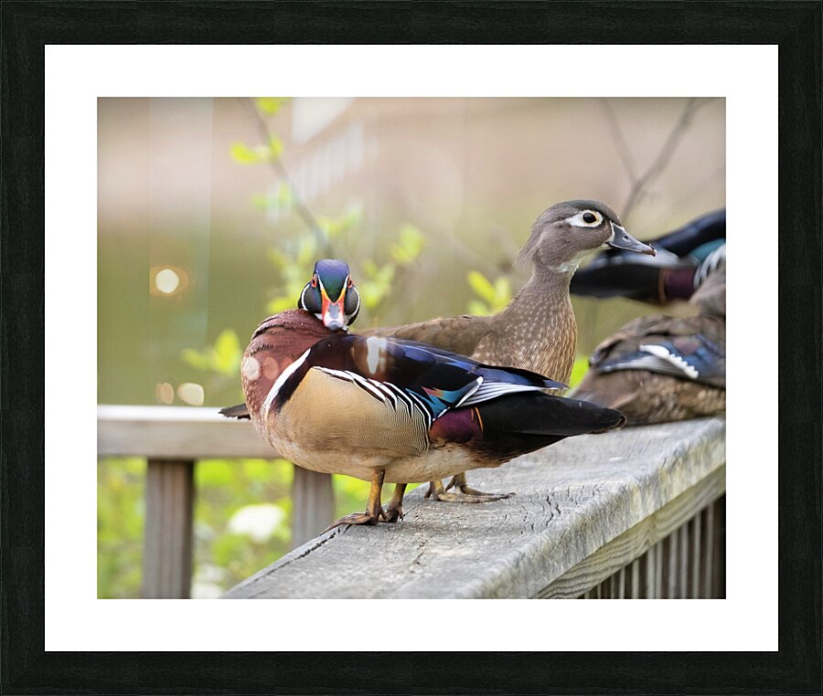 Waterfowl 46 Picture Frame print