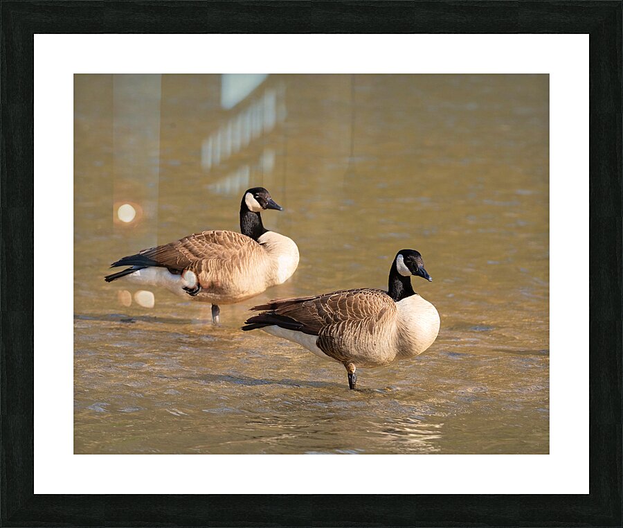 Waterfowl 47 Picture Frame print